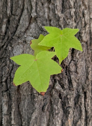 Vista de cerca de hojas de Liquidambar styraciflua creciendo en la corteza rugosa del árbol, en el jardín de un parque público 