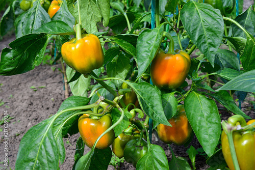 Yellow Bell Peppers Growing on Plant in organic Garden, close up, front view