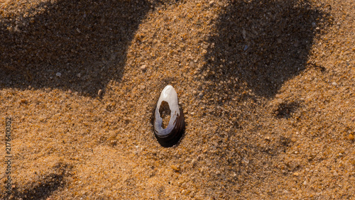 Foto Weathered Blue Mussel Shell (Mytilus edulis) Standing Upright in Golden Beach Sa