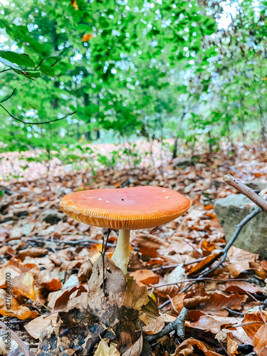 Konstfotografi A mushroom with a red cap grows amidst fallen leaves on a forest floor, surrounded by greenery and natural elements