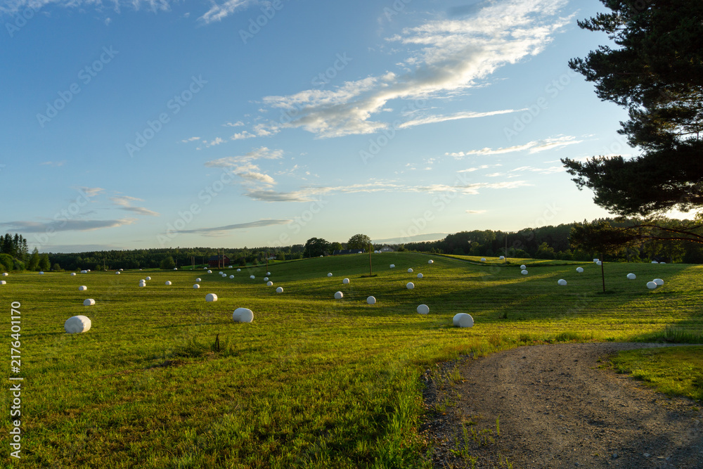 Fototapeta premium White hay bales dotting green rural field at sunset