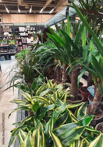 Fotografía A variety of potted indoor plants displayed on shelves in a garden center, showcasing lush green foliage and diverse plant species