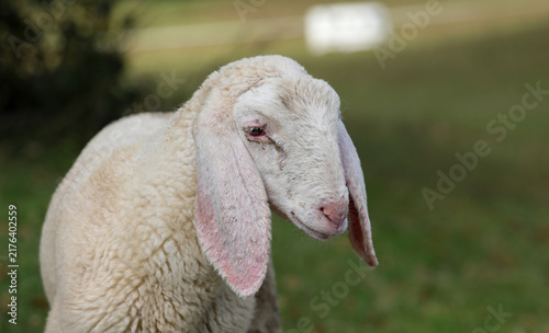 Fotografie Close up portrait of a young white lamb with long floppy ears in a pasture