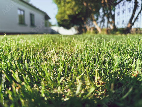 Принти на полотні Close up view of a lush green lawn with a house and trees in the background, suggesting garden maintenance and outdoor living