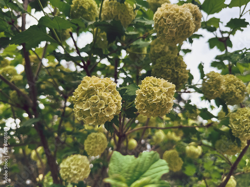 Foto Close up view of viburnum flowers with pale green blooms on a bush, surrounded by lush green leaves, suggesting a natural garden setting