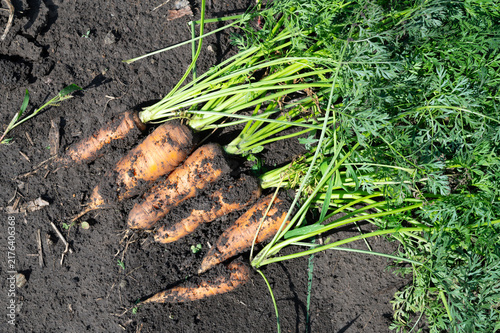 Raw carrots grown in fertile soil. Growing vegetables in the garden, on the farm, autumn harvest.