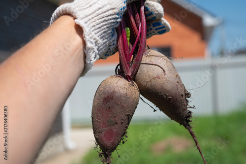 A woman's gloved hands hold a red beet with leaves. Growing vegetables in the garden.