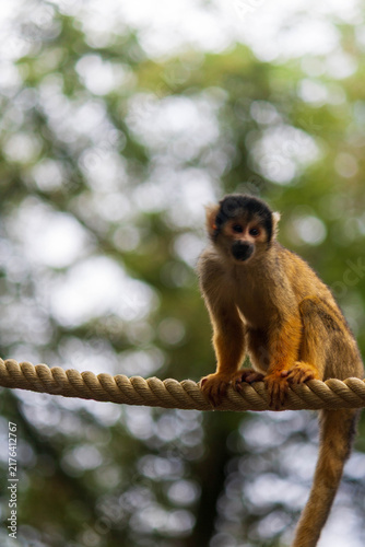 Photography Squirrel Monkey Sitting on a Rope