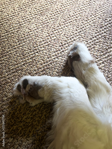 Konstfotografi Close-up shot of a dog's paws on a cream-colored rug.
