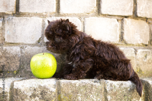 A Yorkshire Terrier is sitting against a white brick wall next to a green apple.