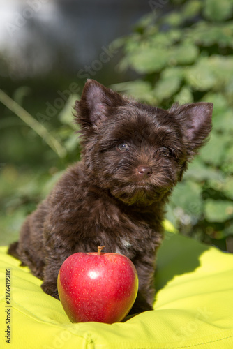 A Yorkshire Terrier is sitting outdoors on a sunny day on a green pillow next to a red apple.