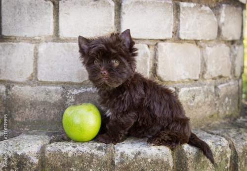 A Yorkshire Terrier is sitting against a white brick wall next to a green apple.