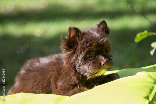 A Yorkshire Terrier is sitting outdoors on a sunny day on a green pillow.