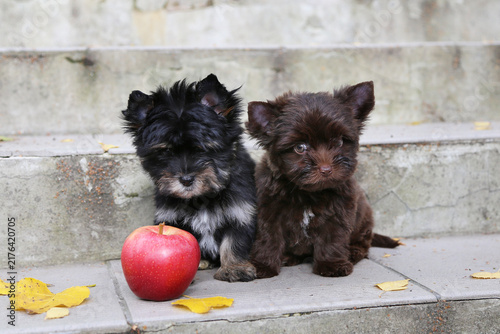 Two Yorkshire Terrier puppies are sitting on stone steps next to a red apple.
