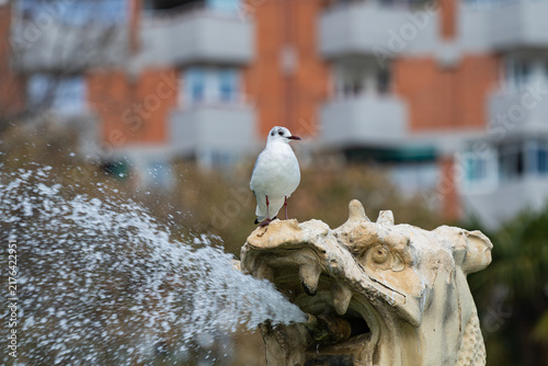 Принти на полотні Black-headed gull (Chroicocephalus ridibundus) in non-breeding plumage perched o