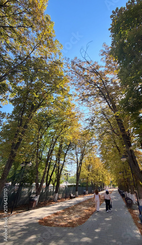 Two women seen from behind walking along a tree-lined park avenue