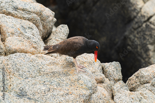 Obraz na plátně Blackish oystercatcher standing on coastal granite rocks