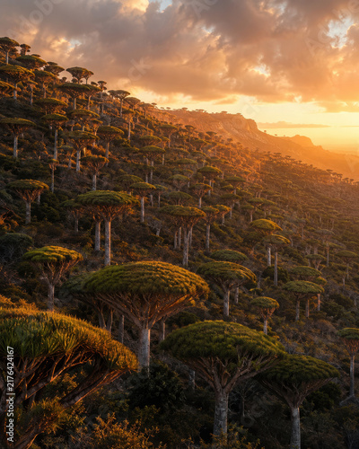 Dragon blood tree forest across the rugged highlands of Socotra Island.