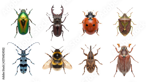 Fotografía Set of eight realistic insects collection on transparent background perfect for educational projects