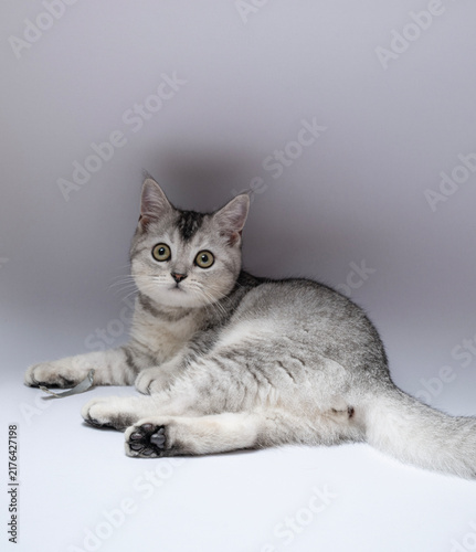 portrait of cute Scottish cat on white background