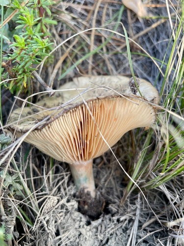 Canvastavla mushroom with visible gills in the forest