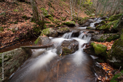 A peaceful woodland stream flows over moss-covered stones, framed by tall tree trunks and scattered autumn leaves.