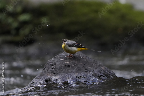 Foto Grey Wagtail Singing on a Rock in a Stream
