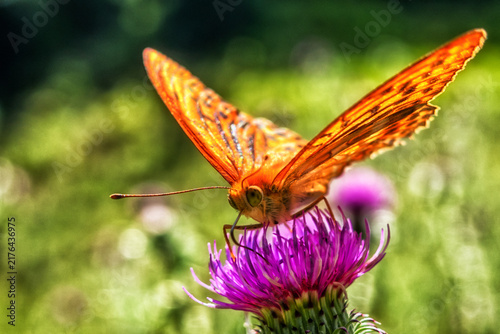 Silver washed fritillary butterfly feeding on purple thistle flower with sunlit orange wings