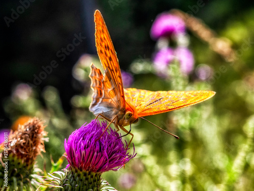 Silver washed fritillary butterfly feeding on purple thistle in sunny summer meadow