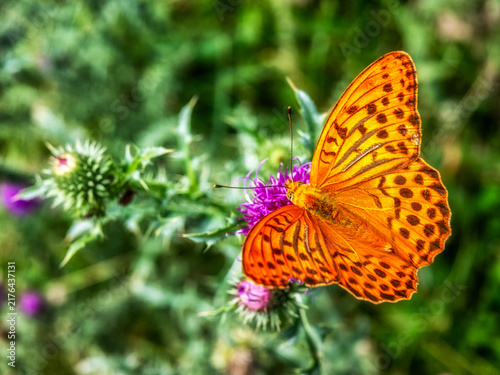 Silver-washed fritillary butterfly on purple thistle flower in summer meadow