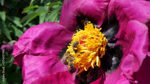 Vibrant purple peony with golden heart surrounded by bees gathering nectar. Delicate flower blooms under warm sunlight, showcasing beauty of pollination and nature cycles