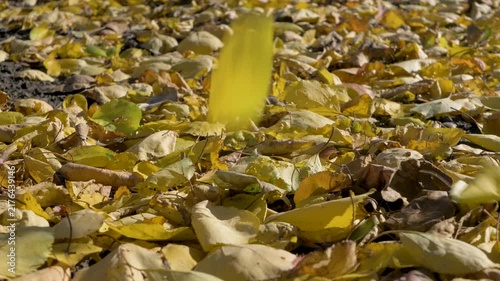 Layer of yellow and brown leaves covers the ground, showing autumn's arrival. The dry leaves overlap each other, with some small branches mixed in