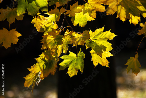 Backlit yellow maple leaves in autumn sunlight with dark forest background an...
