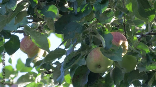 Green red apples hanging on tree in fertile orchard. Represents seasonal richness and vibrant hues of nature. Apples reflect combination of tradition and sustainable farming methods