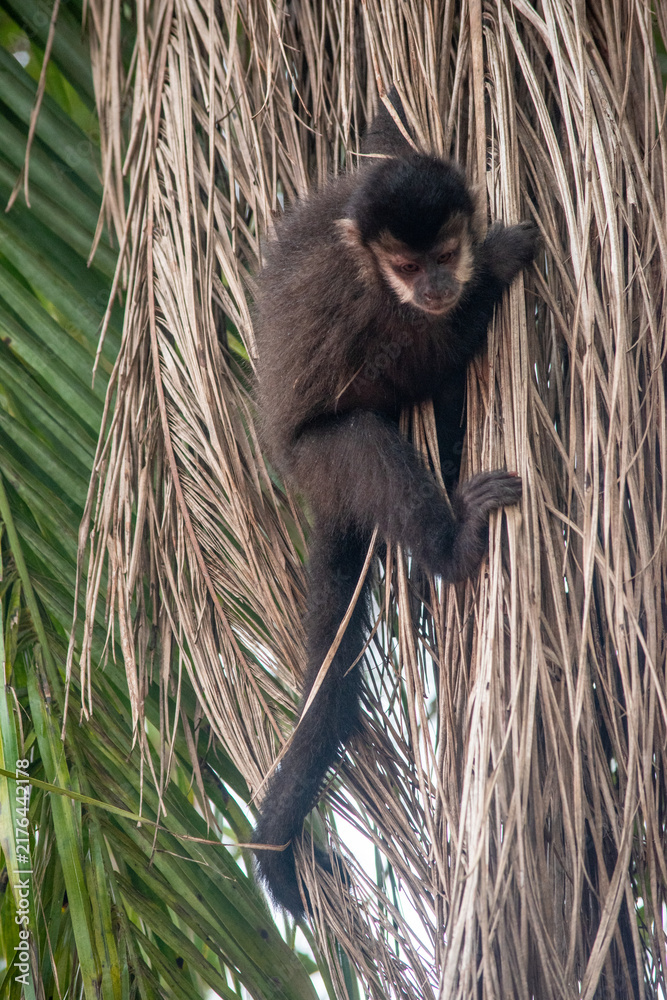 Foto Wild capuchin monkey climbing on a palm tree
