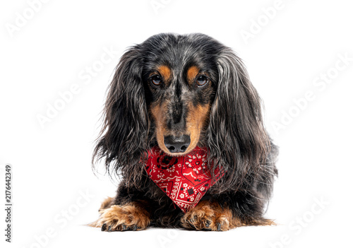 Fotografie Long haired dapple dachshund wearing red bandana looking friendly