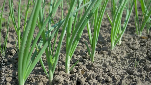 Healthy onion plants sprouting from earth. Green leaves contrast with brown soil. Sunlit field showcases early growth stage. Organic farming promotes eco-friendly cultivation and high quality harvest