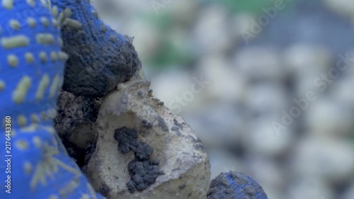 Hand of farmer wearing blue glove grasping potato that has just been unearthed. The potato has clear signs of disease and bite marks from pests. Starchy root vegetable. Illness virus, diseased plant
