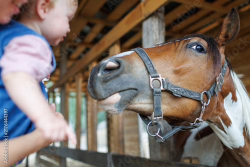Quadro su tela Close-up of pinto horse head with bridle extending towards toddler held by adult