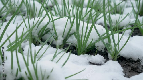 Onion sprouts emerge amid snow patches. Climate instability causes mismatch between warmth and cold. Plant development enters fragile phase under extreme shifts
