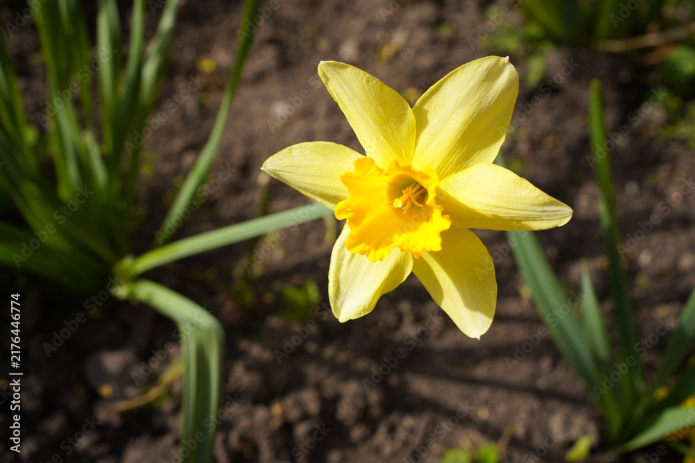 Obraz premium yellow daffodils in spring