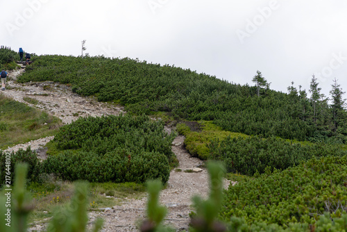 Fotografía Winding Mountain Hiking Trail Leading Through Dwarf Pine Scrubland