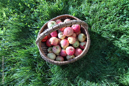 Vibrant and juicy ripe apples beautifully arranged in a rustic wicker basket on fresh green grass under warm golden sunlight