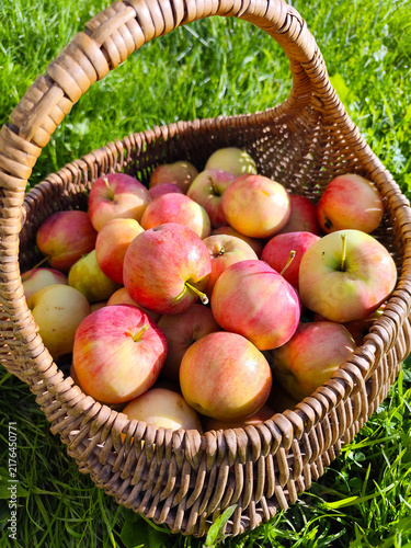 Vibrant and juicy ripe apples beautifully arranged in a rustic wicker basket on fresh green grass under warm golden sunlight