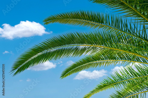 Palm fronds against a blue sky – 1588