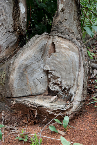 The Lines Rings and Patterns on a tree that was cut down