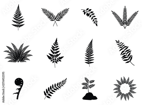 Set of black silhouette fern leaf icons and botanical tropical plant elements isolated on a plain white background for design