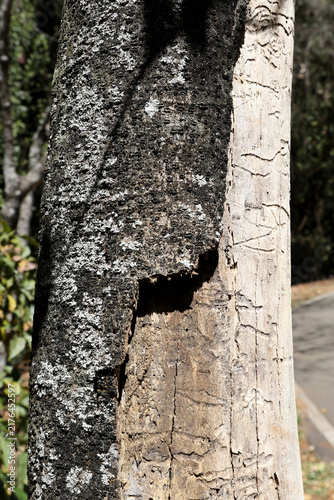 The Lines Rings and Patterns on a tree that was cut down