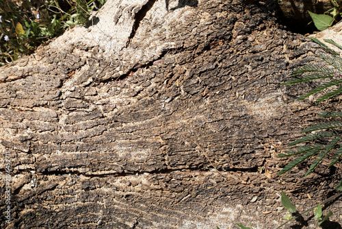 The Lines Rings and Patterns on a tree that was cut down