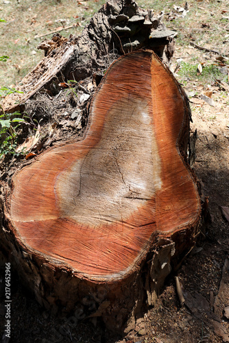 The Lines Rings and Patterns on a tree that was cut down